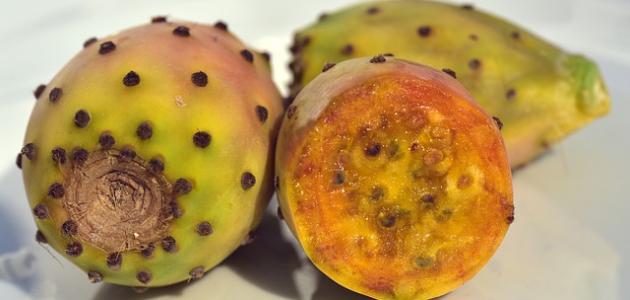 ما فوائد الصبار للجسم ما فوائد الصبار للجسم