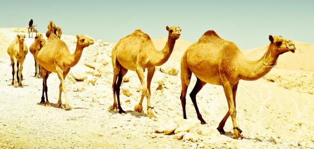 ما فوائد بول البعير ما فوائد بول البعير