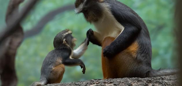 ما مصير الحيوانات يوم القيامة ما مصير الحيوانات يوم القيامة