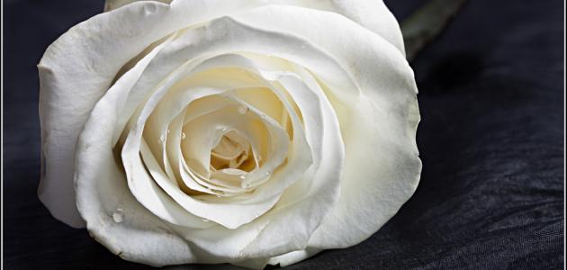 ما معنى الوردة البيضاء ما معنى الوردة البيضاء