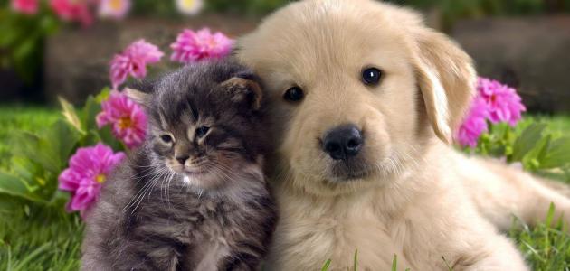 ما هو أفضل حيوان أليف ما هو أفضل حيوان أليف