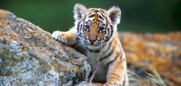 ما هو اسم صغير النمر