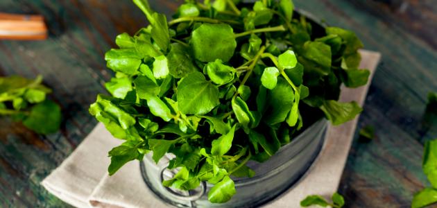 ما هو الجرجير ما هو الجرجير