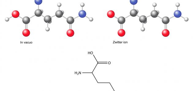 ما هو الجلوتامين ما هو الجلوتامين