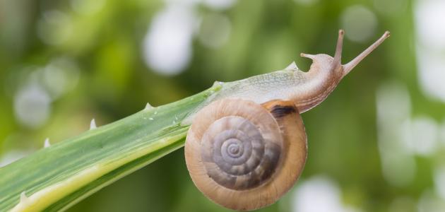 ما هو الحلزون