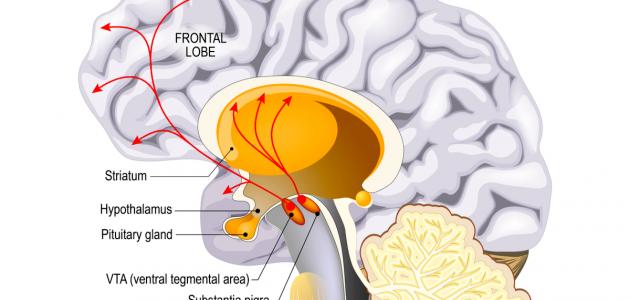 ما هو الدوبامين في الدماغ ما هو الدوبامين في الدماغ