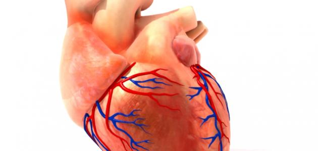 ما هو الشريان التاجي وما وظيفته ما هو الشريان التاجي وما وظيفته