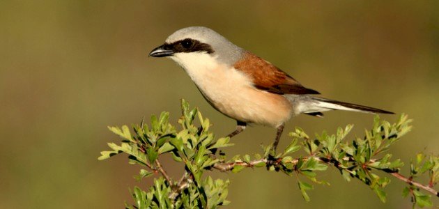 ما هو الصرد ما هو الصرد