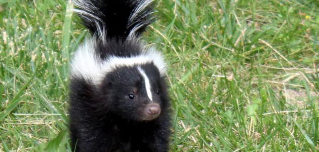 ما هو الضرنبول