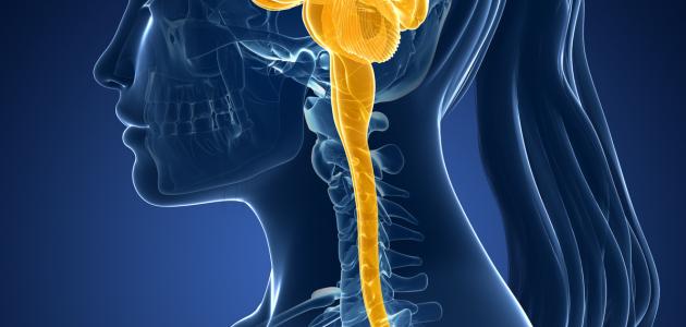 ما هو العصب الوركي