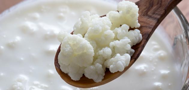 ما هو الفطر الهندي وفوائده ما هو الفطر الهندي وفوائده