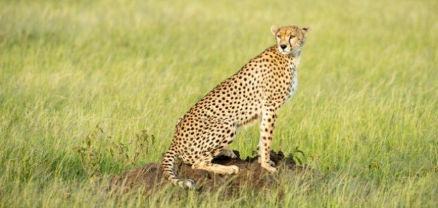 ما هو الفهد ما هو الفهد