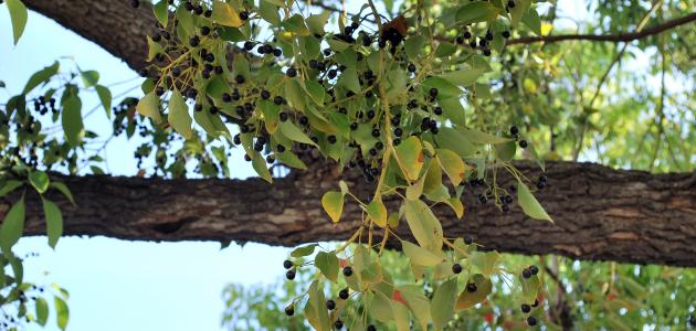 ما هو الكافور وما هي فوائده ما هو الكافور وما هي فوائده