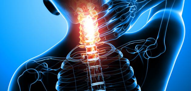 ما هو النخاع الشوكي ما هو النخاع الشوكي