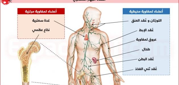 ما هو النخاع العظمي ما هو النخاع العظمي