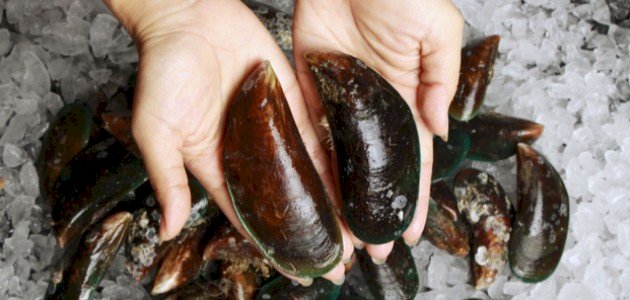 ما هو بلح البحر ما هو بلح البحر