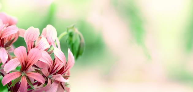 ما هو تصنيف النباتات الزهرية ما هو تصنيف النباتات الزهرية