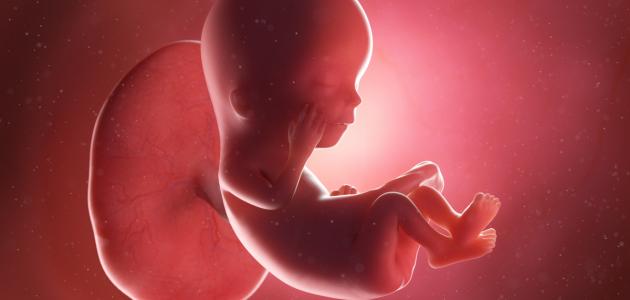 ما هو سبب موت الجنين في بطن أمه ما هو سبب موت الجنين في بطن أمه