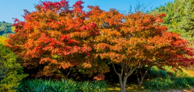 ما هو شجر القيقب ما هو شجر القيقب