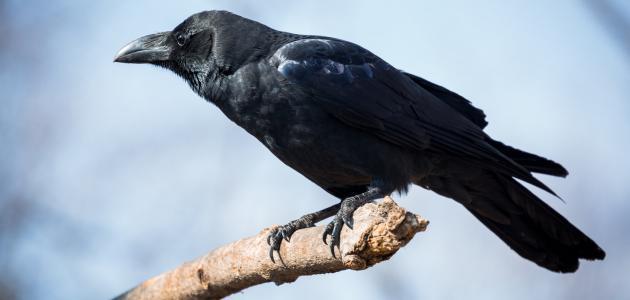 ما هو صوت الغراب ما هو صوت الغراب