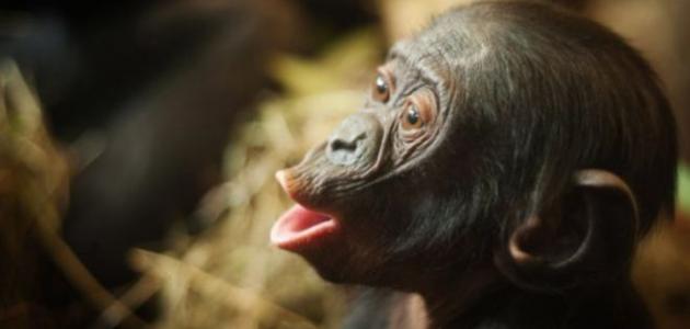 ما هو صوت القرد ما هو صوت القرد