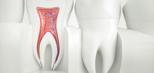 ما هو عصب الأسنان ما هو عصب الأسنان