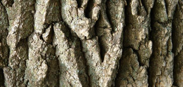 ما هو لحاء البلوط ما هو لحاء البلوط