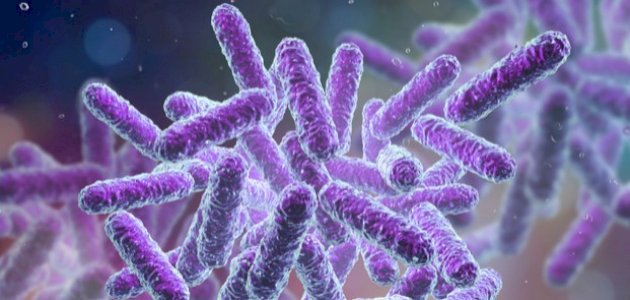 ما هو ميكروب الدم ما هو ميكروب الدم