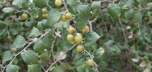 ما هو نبات السدر