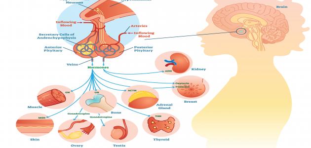 ما هو هرمون النمو