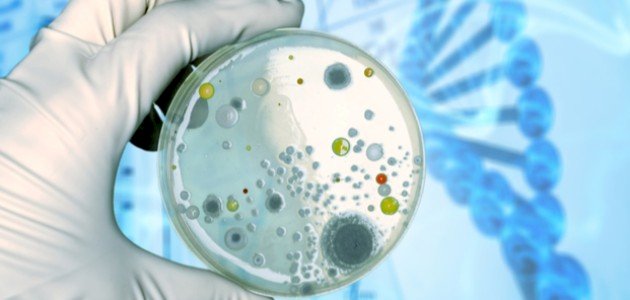 ما هي أشكال البكتيريا ما هي أشكال البكتيريا