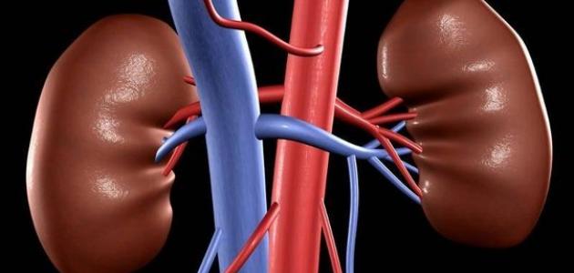 ما هي أعراض أمراض الكلى ما هي أعراض أمراض الكلى