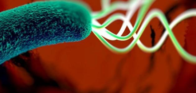 ما هي أعراض بكتيريا المعدة ما هي أعراض بكتيريا المعدة