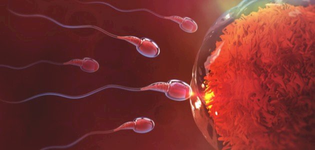 ما هي أعراض تخصيب البويضة ما هي أعراض تخصيب البويضة