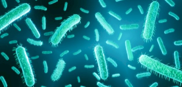 ما هي أعراض جرثومة الدم ما هي أعراض جرثومة الدم