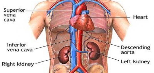 ما هي أمراض الجهاز البولي ما هي أمراض الجهاز البولي