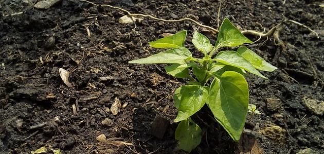 ما هي التربة ما هي التربة