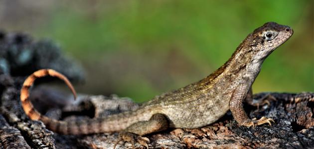 ما هي الحراشف؟ ما هي الحراشف؟