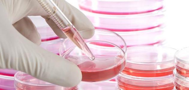 ما هي الخلايا الجذعية ما هي الخلايا الجذعية