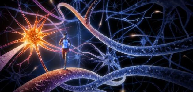 ما هي الخلية