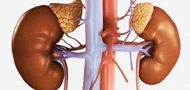 ما هي الغدة الكظرية