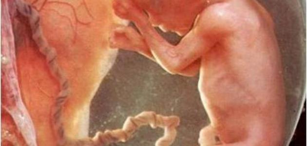 ما هي المشيمة ما هي المشيمة