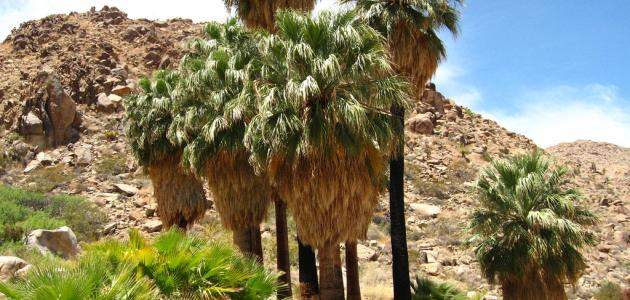 ما هي الواحة ما هي الواحة