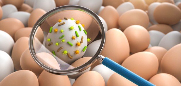 ما هي بكتيريا السالمونيلا ما هي بكتيريا السالمونيلا