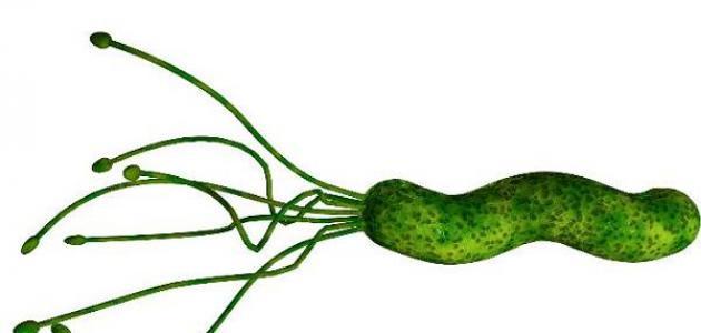 ما هي جرثومة الحمل ما هي جرثومة الحمل