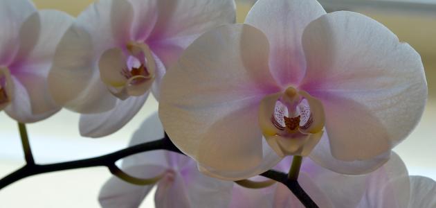 ما هي زهرة الأوركيد ما هي زهرة الأوركيد