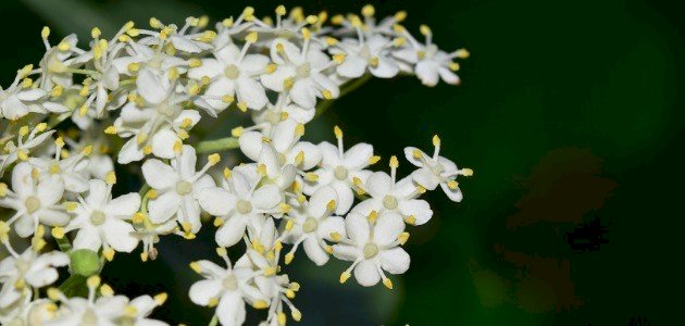 ما هي زهرة البيلسان ما هي زهرة البيلسان