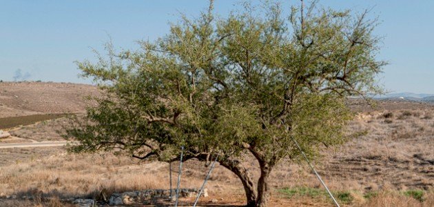 ما هي شجرة السدر ما هي شجرة السدر