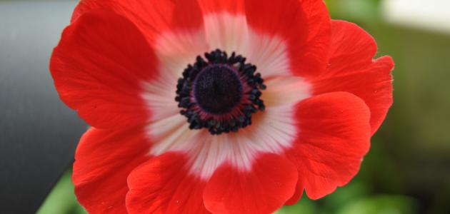 ما هي شقائق النعمان ما هي شقائق النعمان