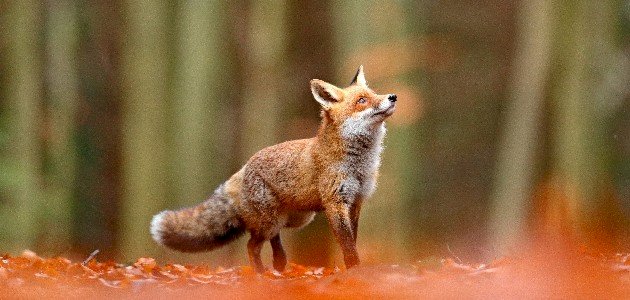 ما هي صفات الثعلب